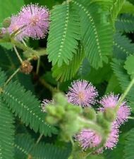 Mimosa sensitive plant for sale  Berwyn