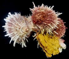 Spondylus albibarbatus seashel for sale  Raleigh