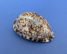 Cypraea histrio gem d'occasion  Nice-