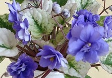 African violet ajohn for sale  Summerville