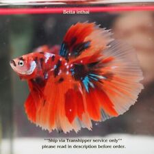 Live betta fish for sale  Shipping to Ireland