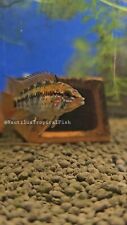 Beautiful pair apistogramma for sale  Lakewood