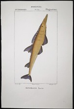 1831 pretre originale usato  Urbino