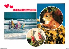 Animaux ecureuils cote d'occasion  Fruges