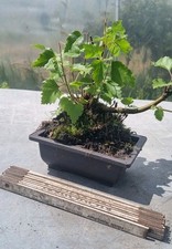 Bonsai birkenbaum sandbirke gebraucht kaufen  Solingen