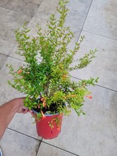 Punica granatum nana gebraucht kaufen  Haslach