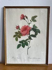 vintage botanical prints for sale vintage botanical prints for sale HASTINGS