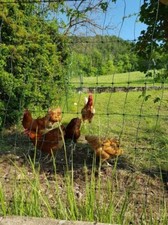 œufs fécondés poule d'occasion  Aiglun