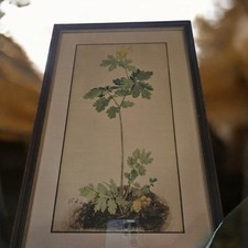 Antique botanical lithograph for sale  Oakham