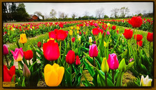 Ur640s series uhd for sale  Kansas City