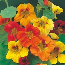 Nasturtium climbing plug for sale  BURTON-ON-TRENT