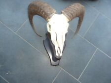 Mufflon widder geweih gebraucht kaufen  Wietmarschen