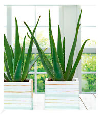 Echte aloe vera gebraucht kaufen  Bensheim