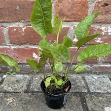 Horseradish plants herb for sale  ASHBOURNE