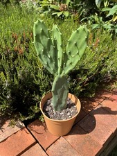 Opuntia vulgaris prickly for sale  WADHURST