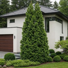 Thuja green giant for sale  Omaha