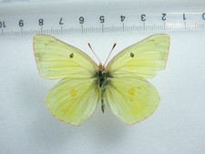 ENTOMOLOGIA, BORBOLETA: COLIAS ALEXANDRA ASTREA FÊMEA MONTANA EUA RARO! comprar usado  Enviando para Brazil