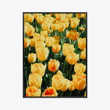 Plakat w ramie żółte tulipany fotografia wiosna Premium na sprzedaż  PL