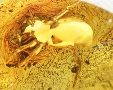 Araneae araneida genuine for sale  WALSALL