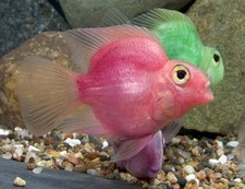 Pink color parrot for sale  Haslet