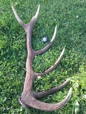 énorme bois cerf d'occasion  Polaincourt-et-Clairefontaine