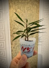 Ficus neriifolia pflanzen gebraucht kaufen  Kassel