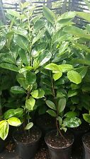 Cherry laurel plants for sale  MARCH