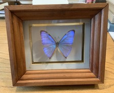 Morpho aega butterfly for sale  Saint Anne