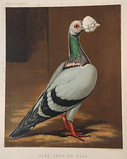 Antique pigeon print for sale  TELFORD