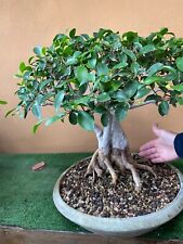 Bonsai ficus retusa usato  Civitavecchia