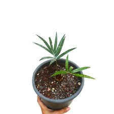 Cycas chevalieri dak usato  Napoli