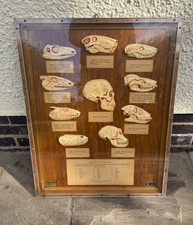 Vintage teaching model for sale  UK