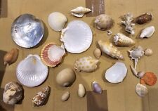 Various sea shells for sale  TRURO