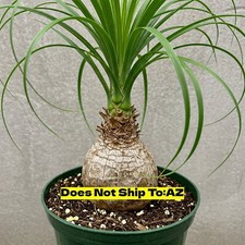Ponytail palm pot for sale  Fort Mill