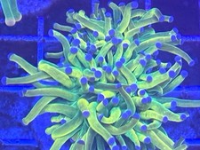 Wysiwyg live coral for sale  Washington
