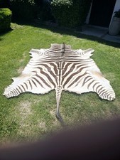 South african zebra for sale  Las Vegas
