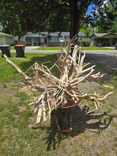 maple stump for sale maple stump for sale Russellville