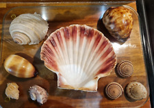 Collection sea shells for sale  STIRLING