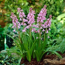 Garden state bulb for sale  Vineland