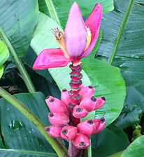Musa velutina banana usato  Spedire a Italy
