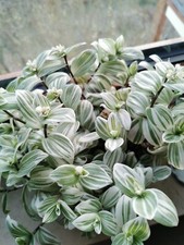 Dreimasterblumen ableger grün gebraucht kaufen  Burladingen