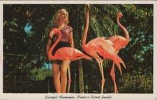Postcard Lady w/ Graceful Flamingos MIAMI'S PARROT JUNGLE Florida c1960s 10259b comprar usado  Enviando para Brazil