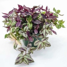 Tradescantia combo rhapsody for sale  USA