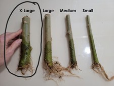 Rooted angel trumpet for sale  Chesapeake