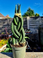 Sansevieria cylindrica braided for sale  CLACTON-ON-SEA
