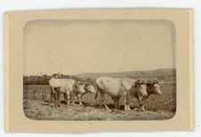 Photo cdv photographie d'occasion  Avignon