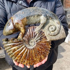 Libbre naturale fossile usato Libbre naturale fossile usato  Spedire a Italy