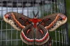 Live cecropia moth for sale  Brockport