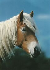 Haflinger horse postcard for sale  Middlefield