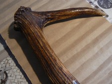 Antiker treiberstock horngriff gebraucht kaufen Antiker treiberstock horngriff gebraucht kaufen  Eching